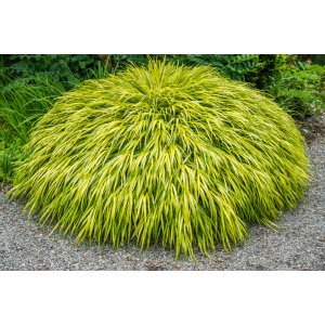 Rákosovka (Hakonechloa macra) ´AUREOLA´ kont. P9